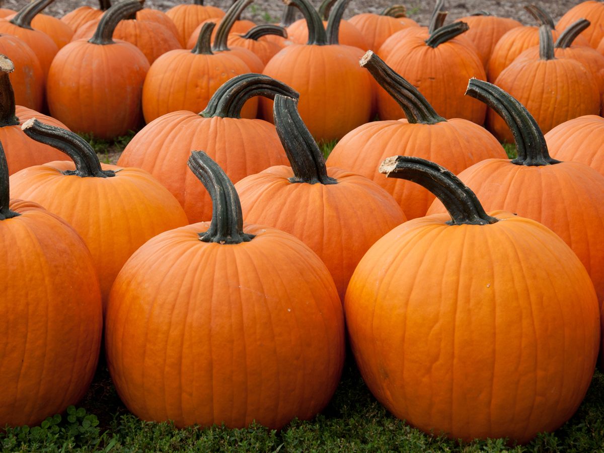 Pumpkin Picking