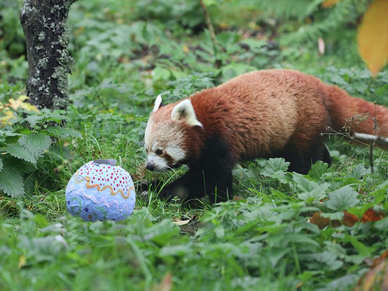 Edinburgh Zoo launch Easter events