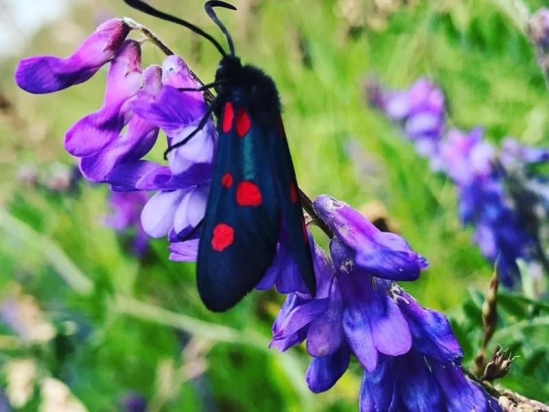 Pollinator Walk at Greenhead Moss