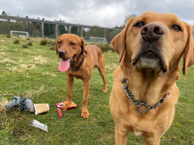 Dog Owners New Year Resolutions remove over 34 Million pieces of litter