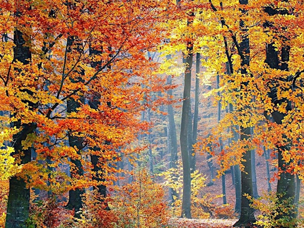 Autumn Forest Bathing Walk at Hermitage of Braid Nature Reserve