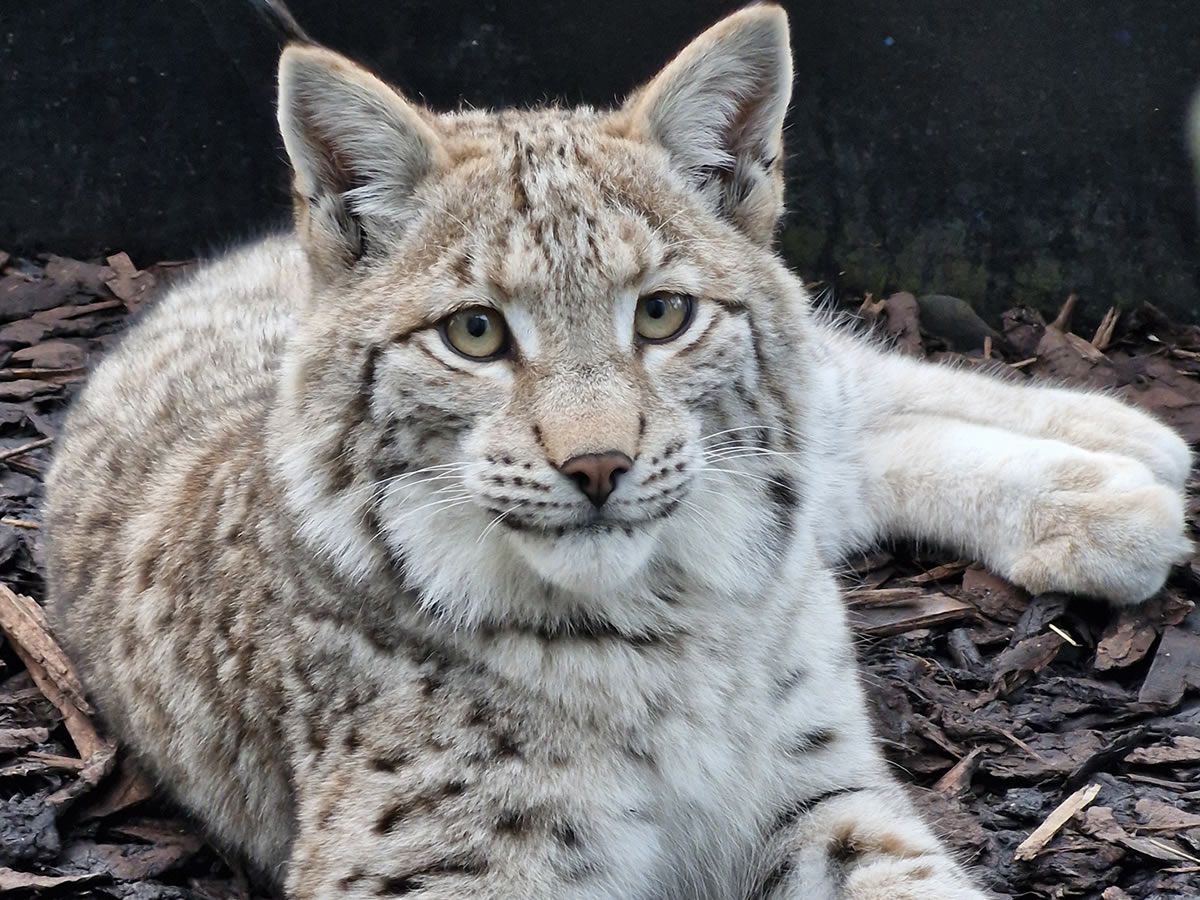 Three captured Lynx thriving at Edinburgh Zoo