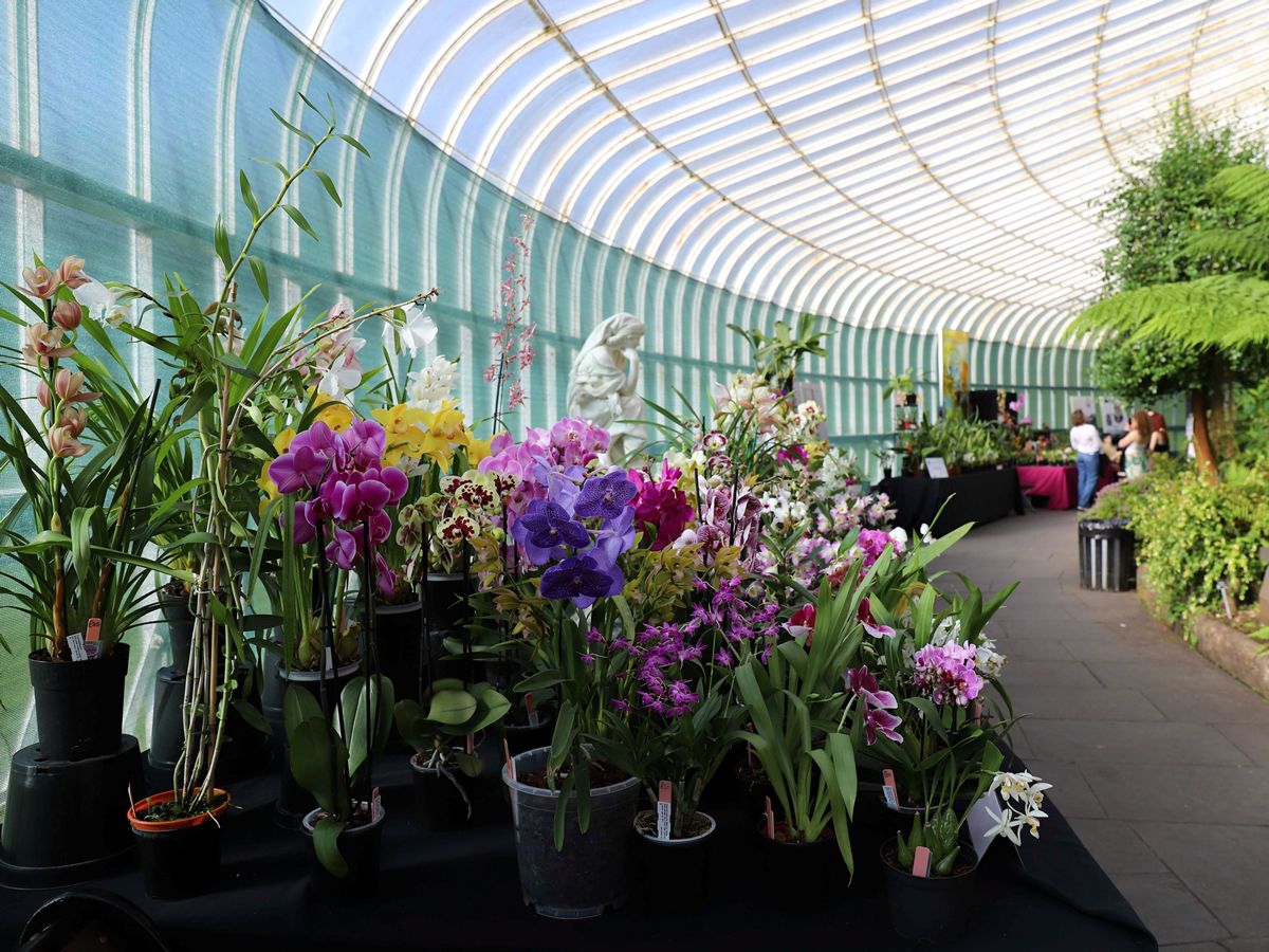 Glasgow Botanic Gardens Orchid Fair