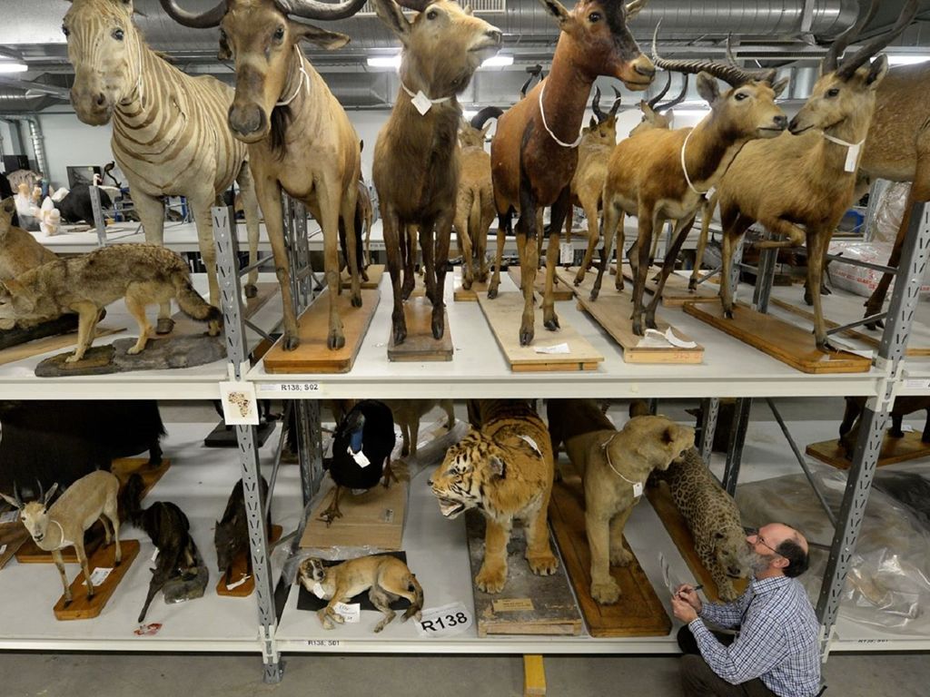 Glasgow Museums Resource Centre Specialist Tours