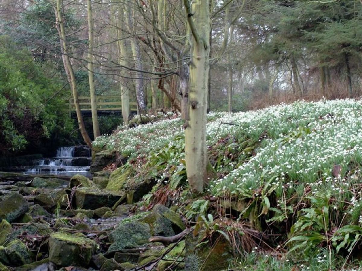 Celebrate the Arrival of Spring at the 2025 Snowdrop Festival in Cambo Estate