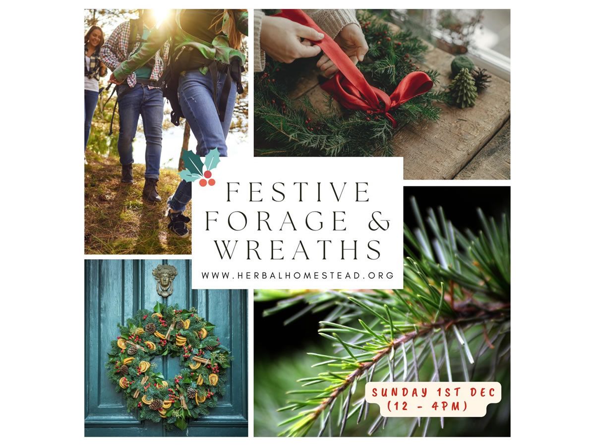 Festive Forage, Wreath Making & Conifer Needle Tea!