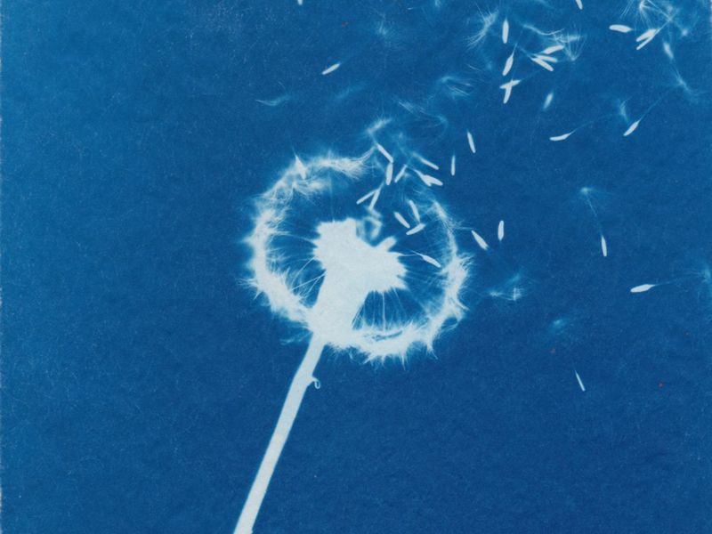 Bring Your Baby: Cyanotypes