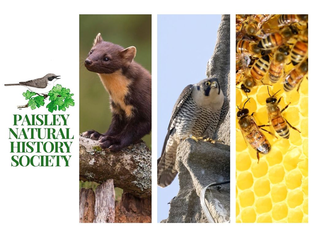 Paisley Natural History Society: Beekeeping and Pollinators - How They Help To Feed Us