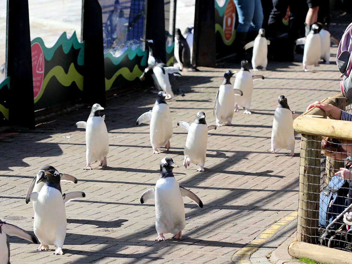 Edinburgh Zoo penguins go for a Wee Waddle each weekend