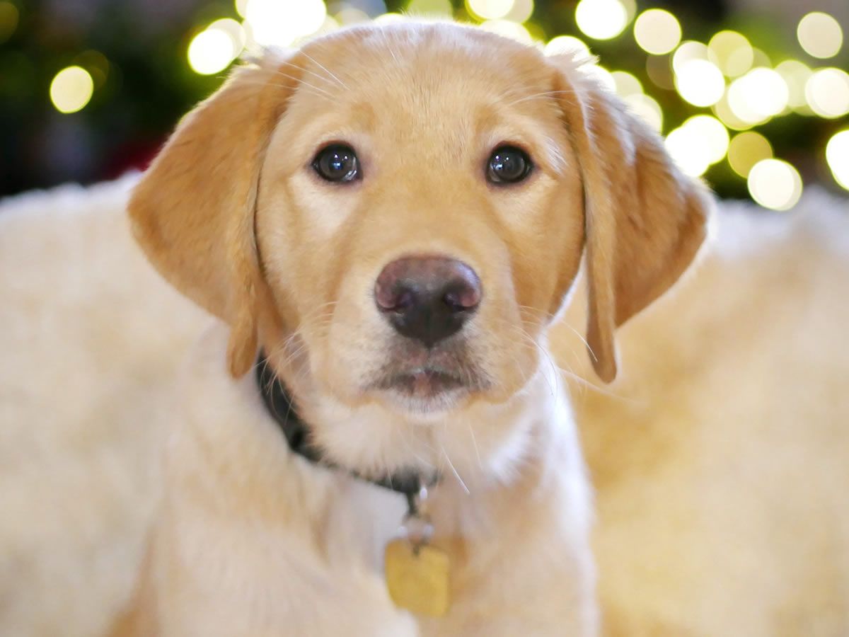 Become a puppy raiser with Guide Dogs - Information event