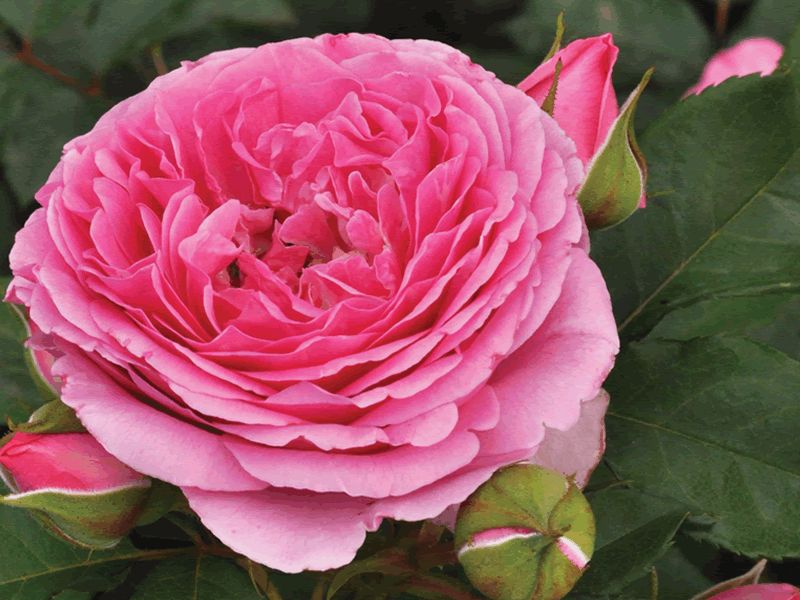 Roses bloom with free Grow How session at Dobbies