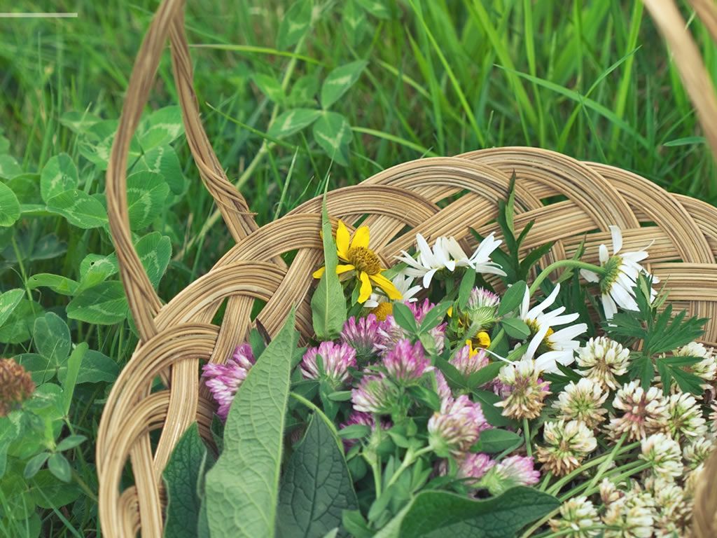 Guided Foraging Walk with Anna Canning