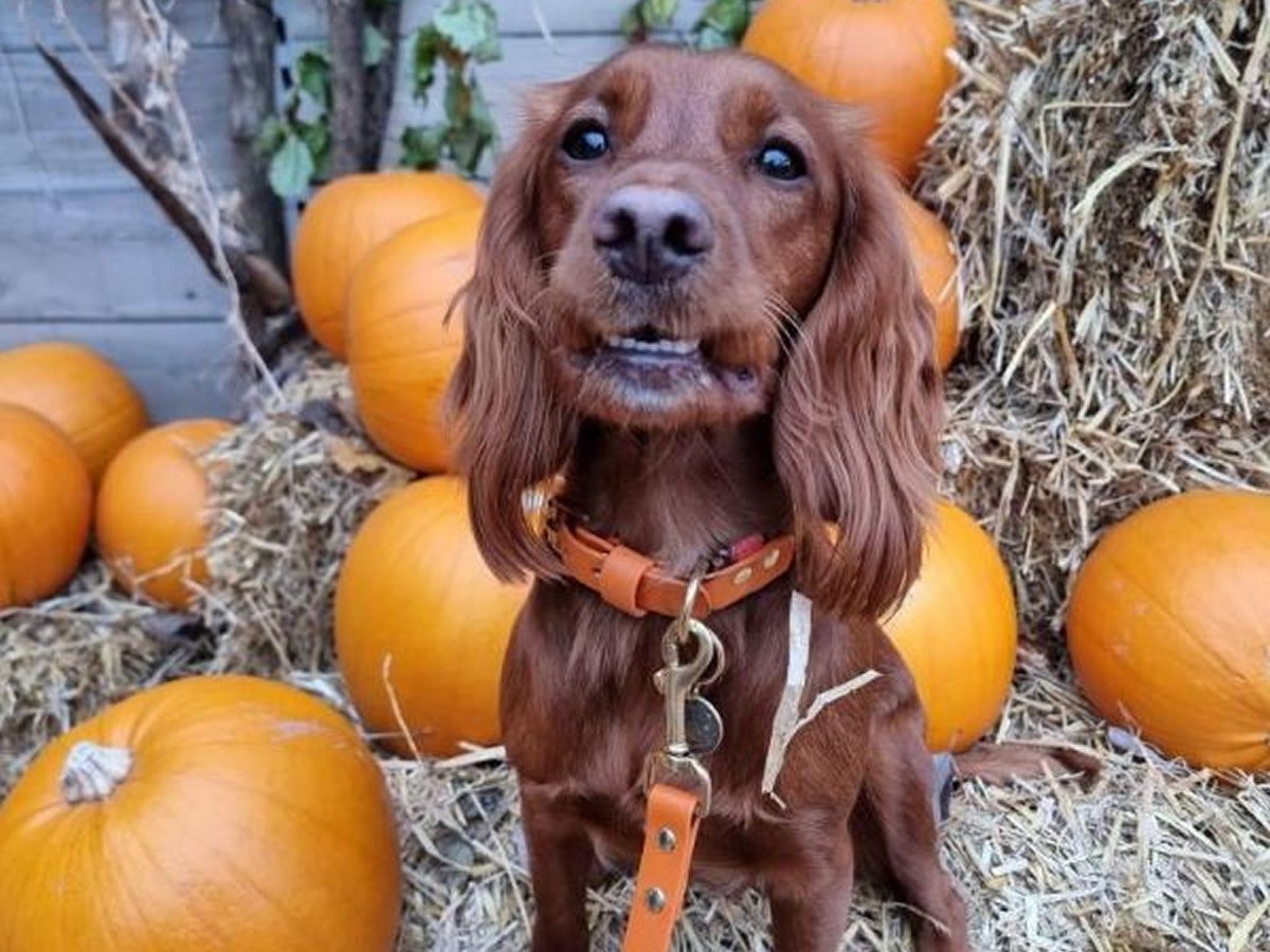 Pup-kin Patch at Dobbies Edinburgh