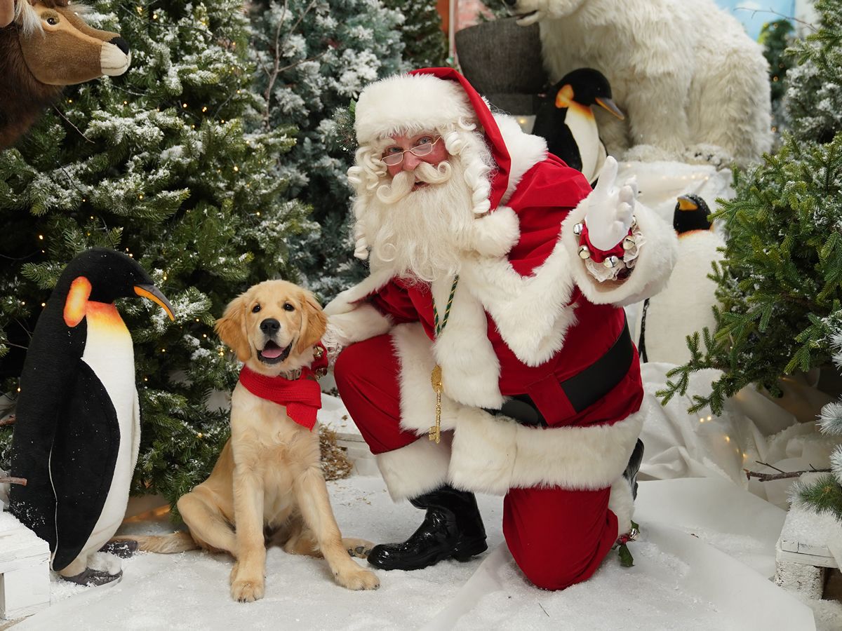 Santa Paws at Dobbies Sandyholm