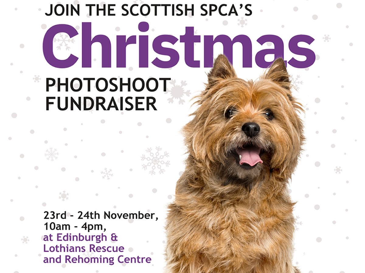 Christmas Photoshoot at Edinburgh & Lothians Rehoming & Rescue Centre