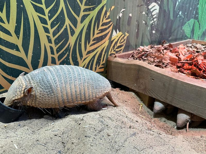 Twin armadillos born at Edinburgh Zoo receive first health check