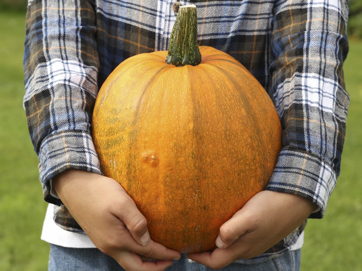 Pumpkin Patch at Dobbies Edinburgh