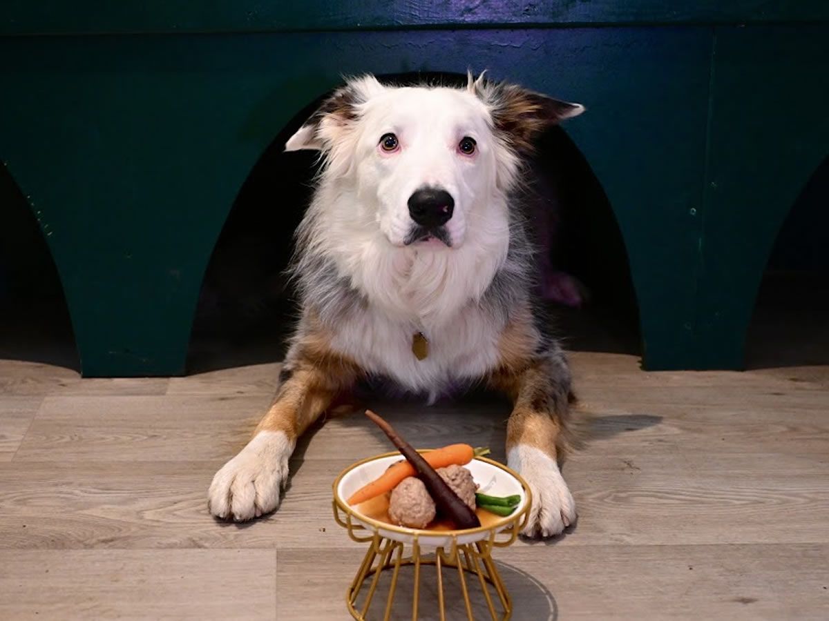 Popular Edinburgh Dog Friendly Cafe Launches Exclusive Supper Club for dogs and humans