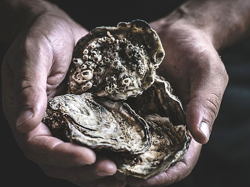 Edinburgh Science Festival: Oysters in Edinburgh