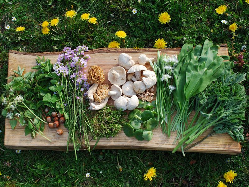 Foraging With Wild Food UK