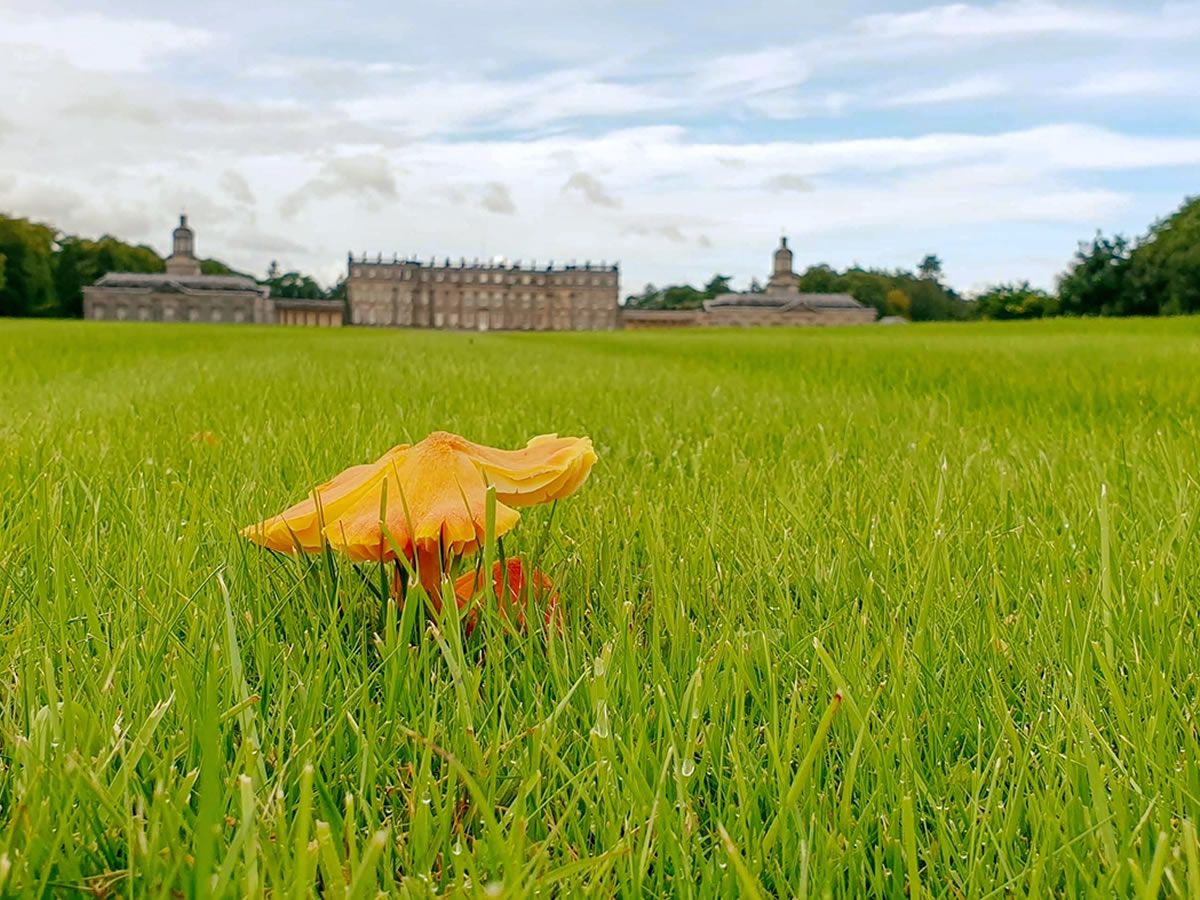 Autumn Fungi Walk at Hopetoun