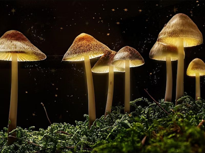 Seed Talks: The Science of Magic Mushrooms