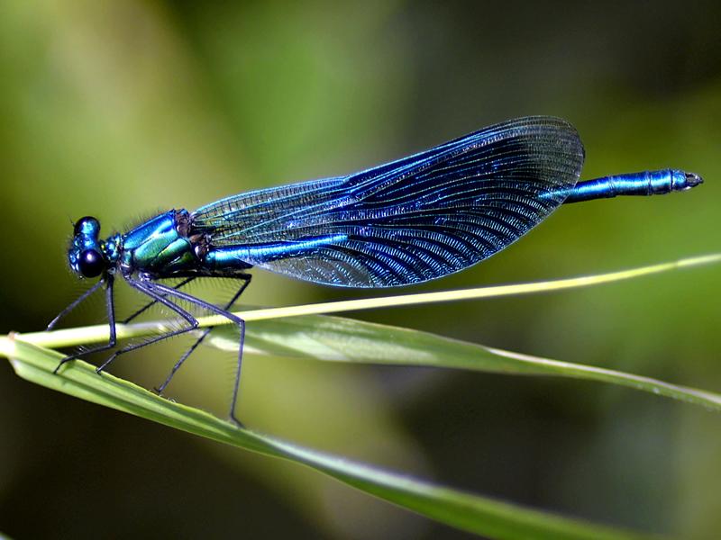 Dragonfly Day at Greenhead Moss Nature Reserve