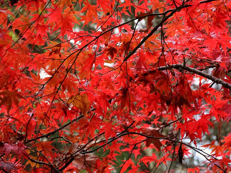 Autumn Wreath Workshop at St Andrews Botanic Garden, St Andrews | What ...