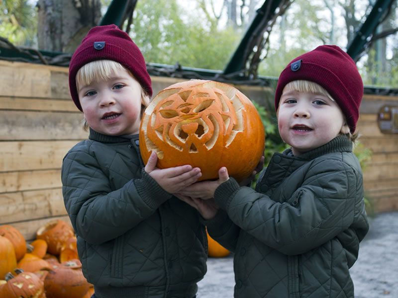 Halloween Hoots at Edinburgh Zoo News What's On Edinburgh