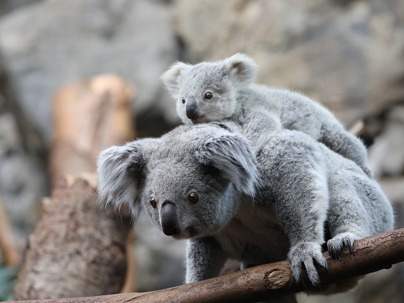 RZSS welcomes two koala joeys at Edinburgh Zoo