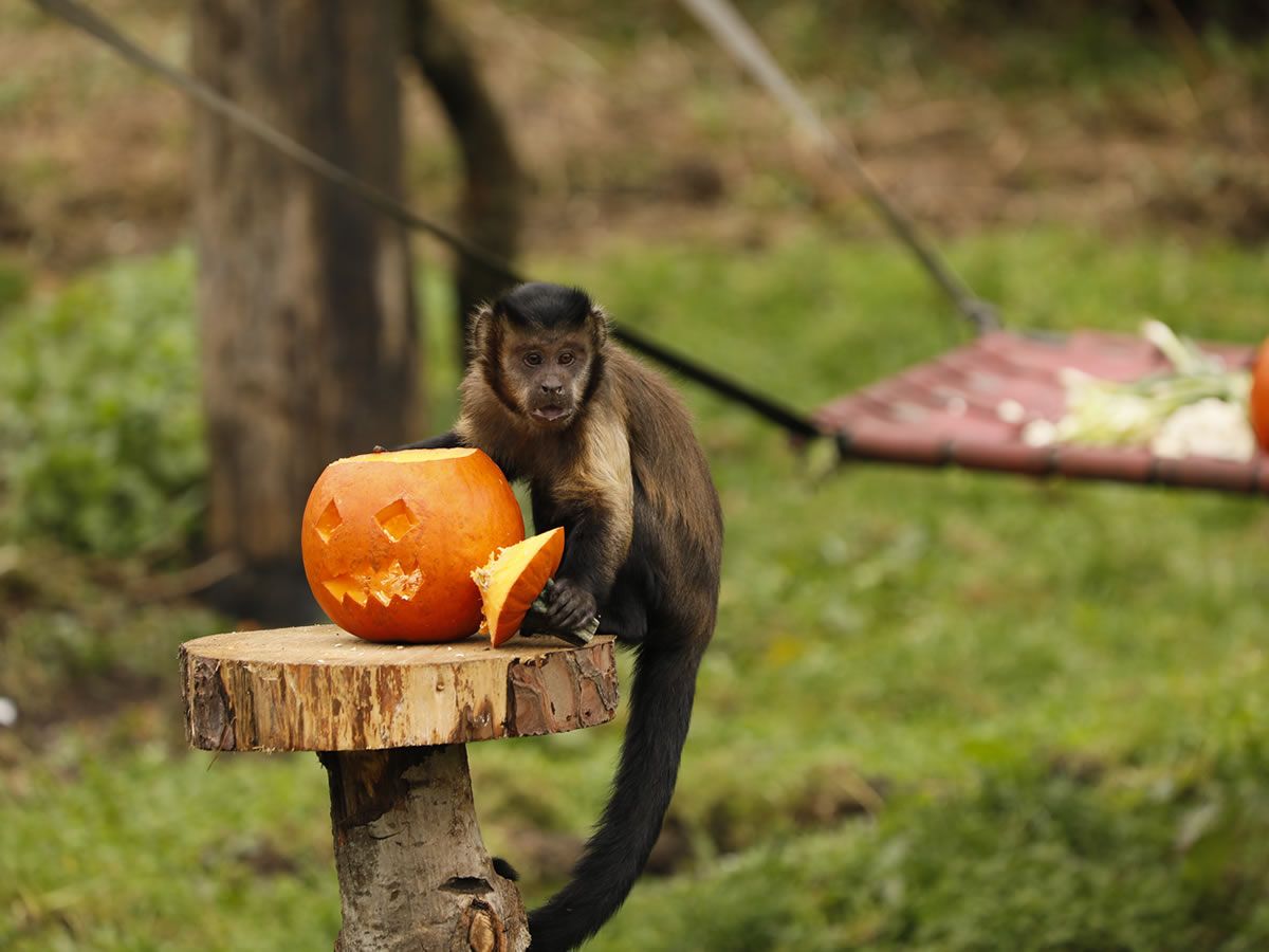 Celebrate spooky season at Edinburgh Zoo