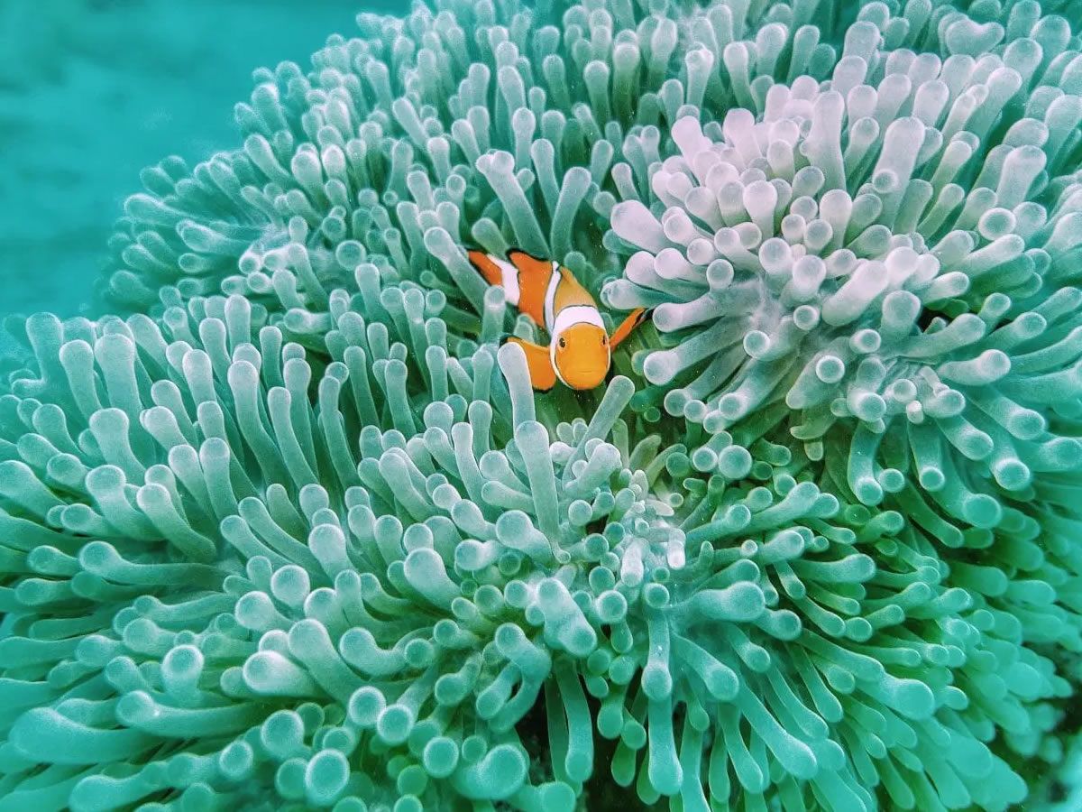 Edinburgh Science Festival: Meet the Marine Scientists