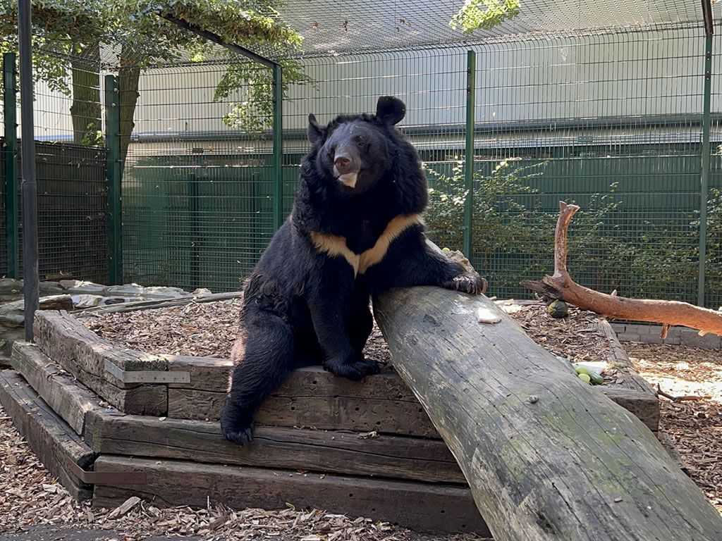 Bear that survived war in Ukraine has arrived safely at his forever home