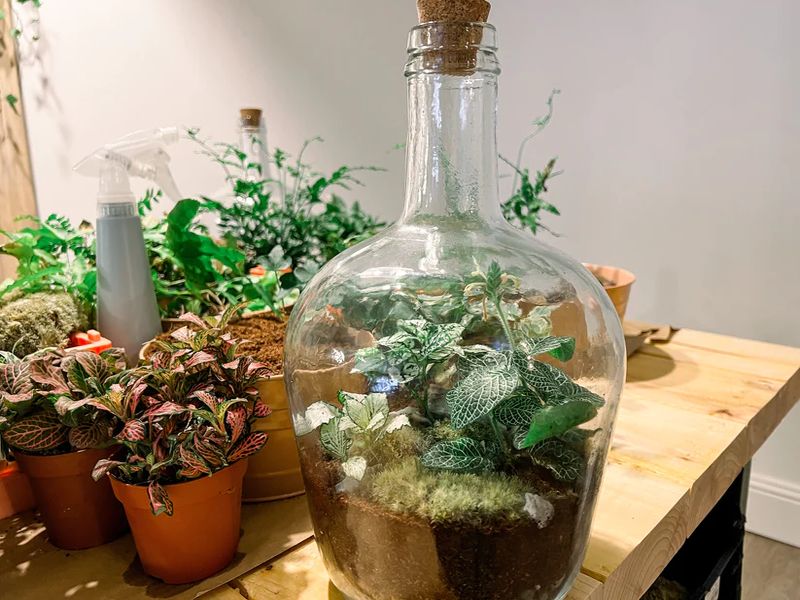 Terrarium Workshop - Closed Demijohn