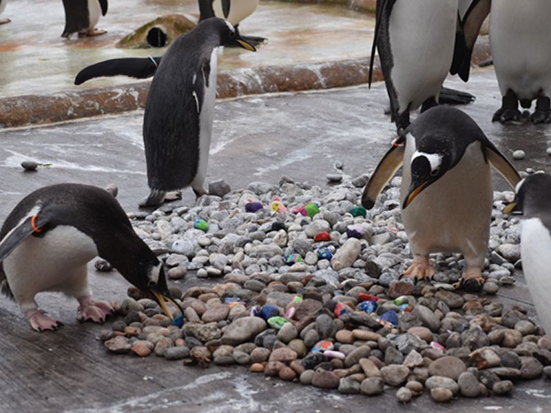 Edinburgh children paint special pebbles for penguins