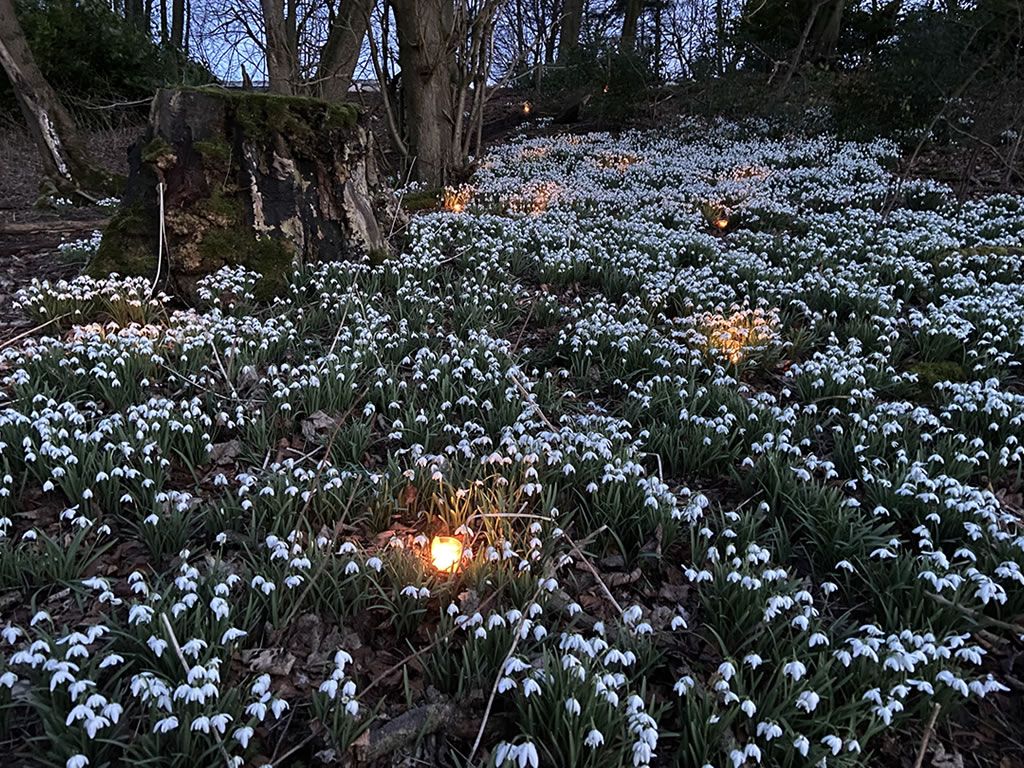 Teasses Estate Snowdrop Walk