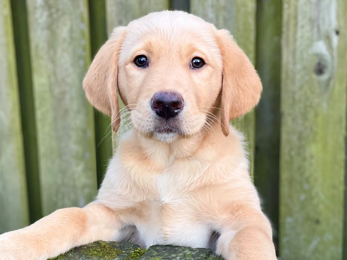 Become a puppy raiser with Guide Dogs - Information event