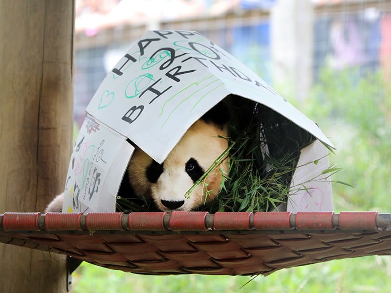 Edinburgh children celebrate final birthday in UK of giant panda