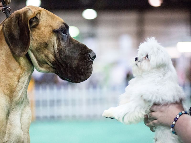 The Dog Lover Show returns to Glasgow in April!