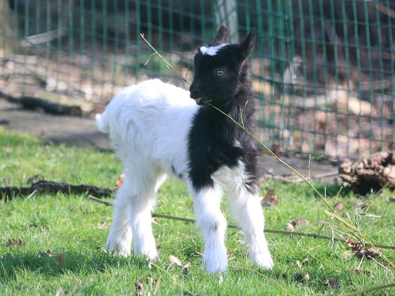 Tiny Bagot goat born at Edinburgh Zoo