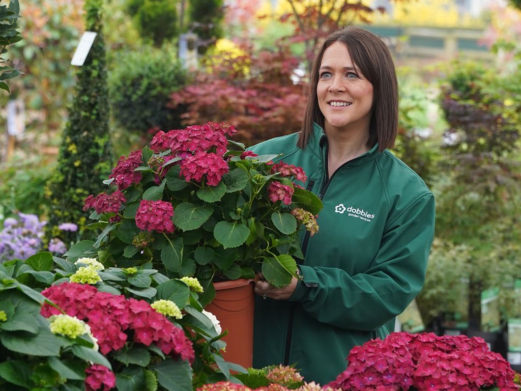 Take care of your summer garden with Dobbies
