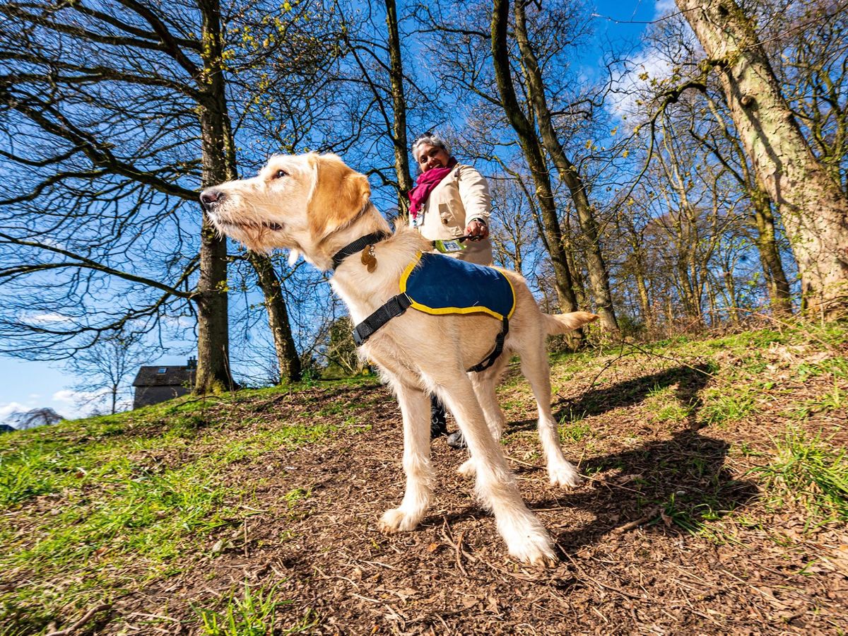 Guide Dogs seeks new volunteers in Glasgow: Make a difference in your community!