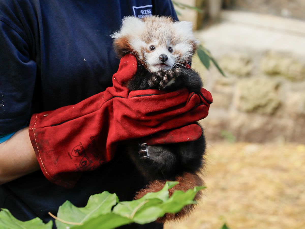 Edinburgh Zoo plea for locals to refrain from letting off fireworks at Hogmanay