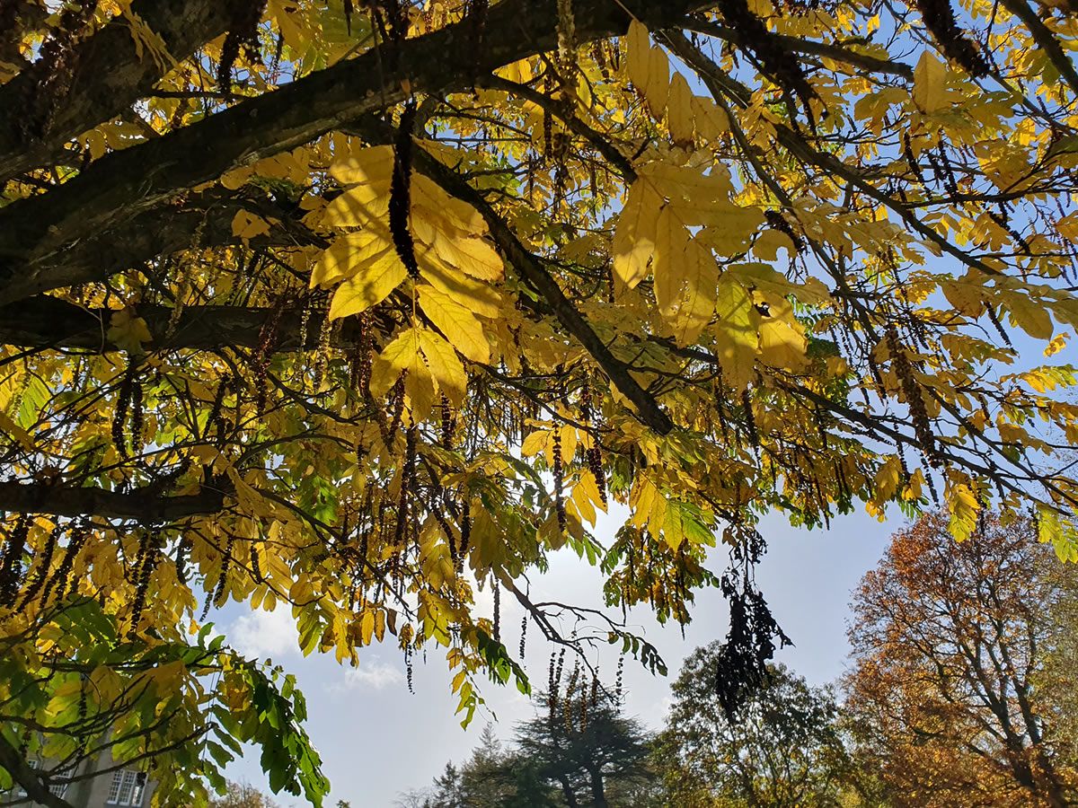 Forest Bathing Walk - Vogrie Country Park