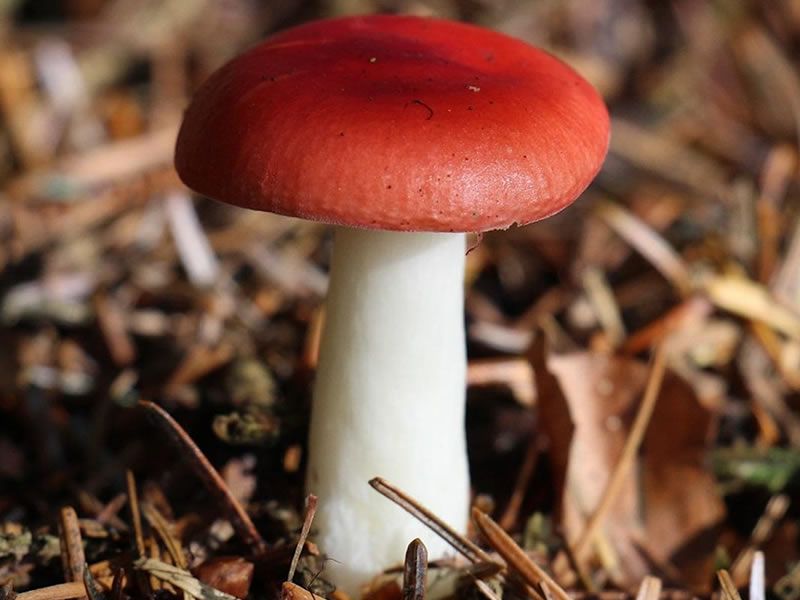 Fungus Amungus, Lenzie