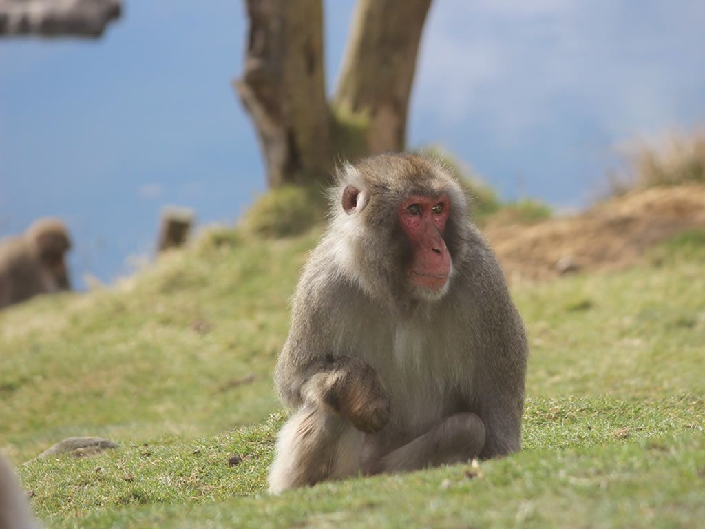 Honshu the monkey moves to Edinburgh Zoo