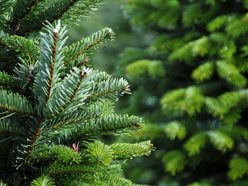 Christmas Tree Festival