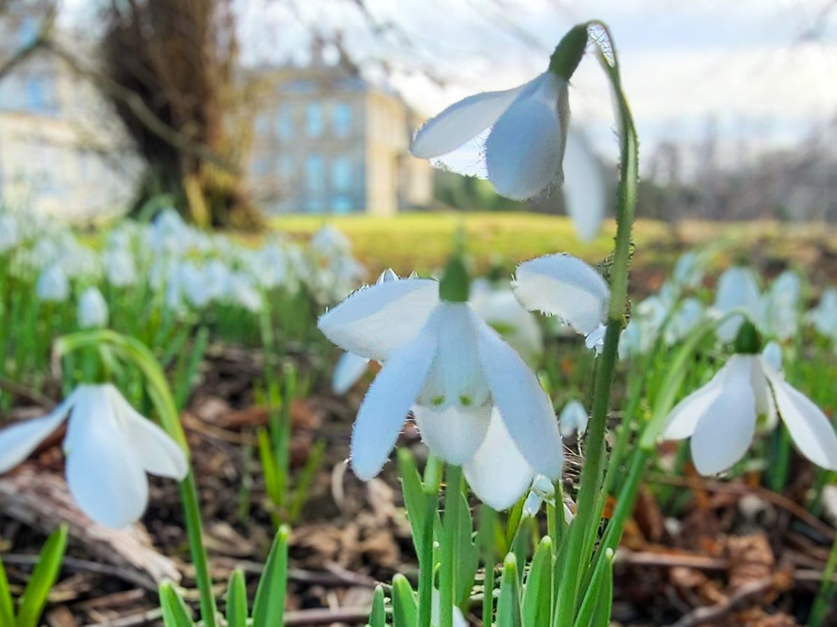 Snowdrop Weekend at Hopetoun