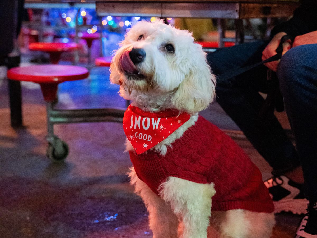 Christmas Dogyard Social