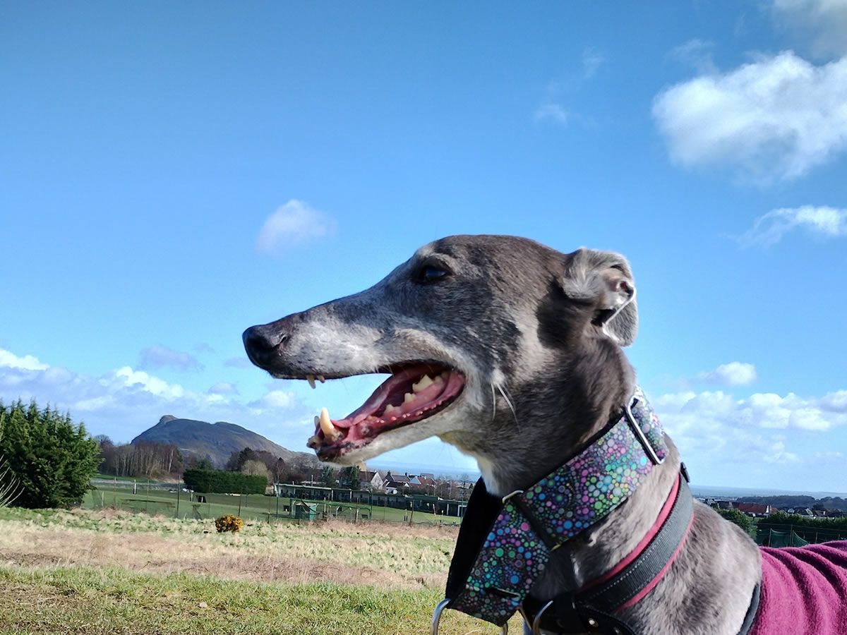 Great Global Greyhound Walk